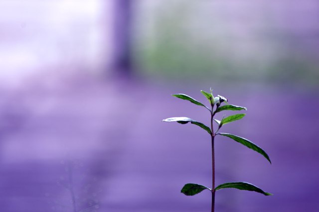 the-little-happiness